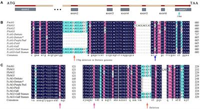 AGAMOUS Gene as a New Sex-Identification Marker in Fig (Ficus carica L.) Is More Efficient Than RAN1